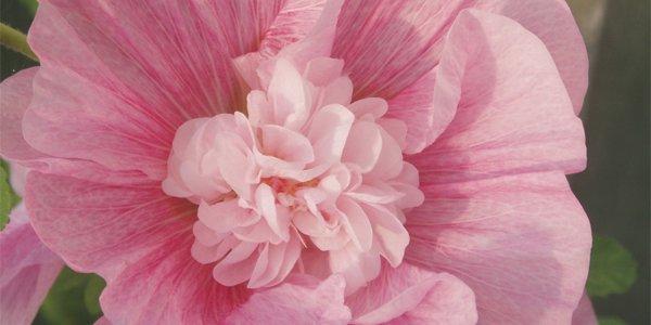 Stockros ©Isabel Larruy Bergqvist