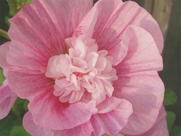 Stockros ©Isabel Larruy Bergqvist