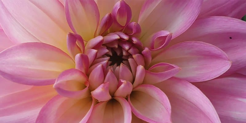 blomma